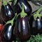 Organic Eggplant