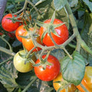 Organic Tomato