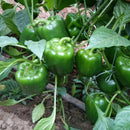 Organic Green Peppers