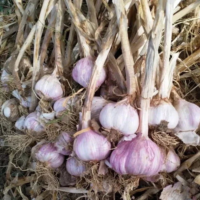 Organic Garlic