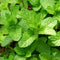 Organic Mint 1 bunch