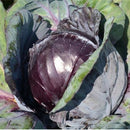 Organic Red Cabbage