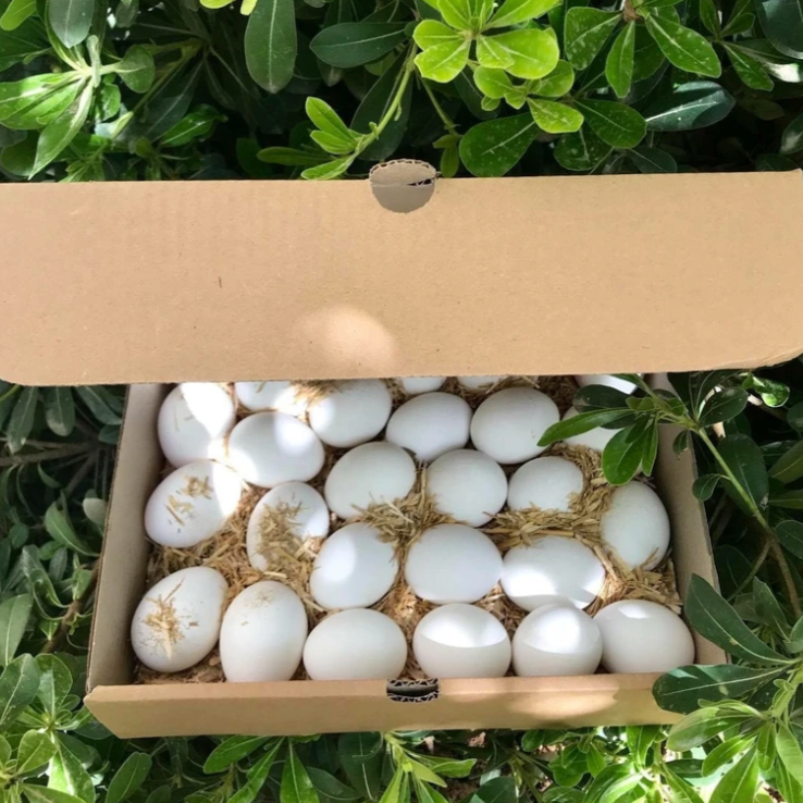 Free Range Eggs 30 pack