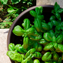 Organic Basil 1 bunch