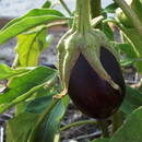 Organic Eggplant