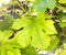 Organic Grape Leaves