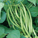 Organic Green Beans