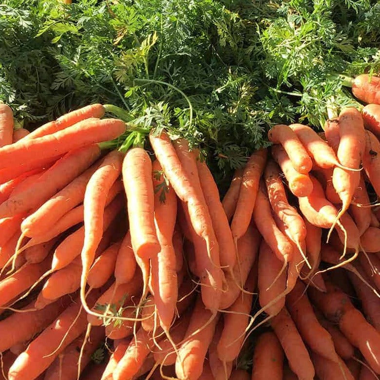 Organic Carrots