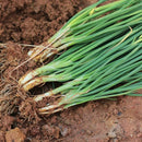 Organic Green Onion (1 bunch)