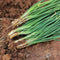 Organic Green Onion (1 bunch)