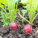 Radish 1 bunch